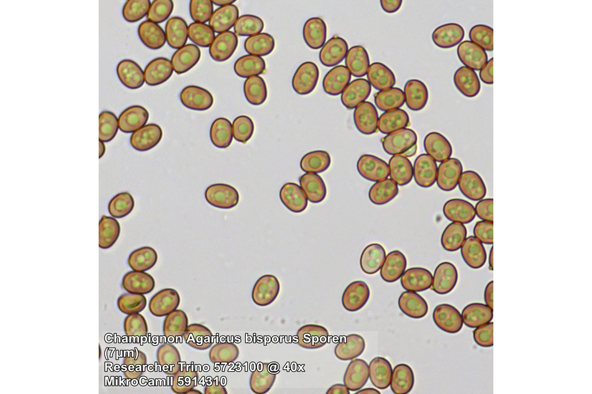 Микроскоп Bresser Researcher Trino 62567